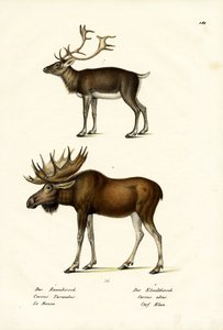 Caribou, 1824